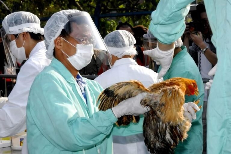 Hong Kong Hentikan Impor Daging Unggas dari Denmark dan Amerika Serikat Akibat Flu Burung