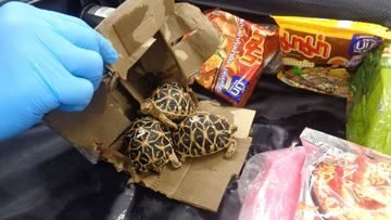 Polisi Jepang Bongkar Sindikat Penyelundupan Satwa Langka dari Thailand